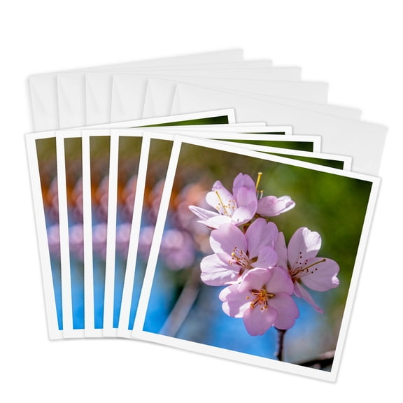 3drose, Bunch of Beautiful Pink Sakura Cherry Flowers, 6 Greeting Cards with Envelopes