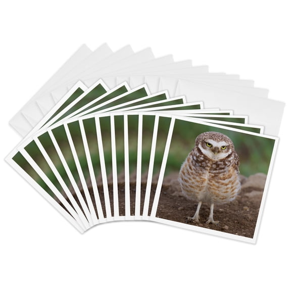 3drose, Burrowing Owl, 12 Greeting Cards with Envelopes
