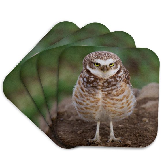3drose, Burrowing Owl, Set of 4 Coasters - Soft