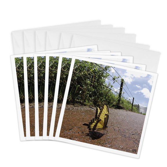 3drose, Butterfly Drinking on the Moist of the Iguazu Falls, Between Brazil and Argentina, 6 Greeting Cards with Envelopes