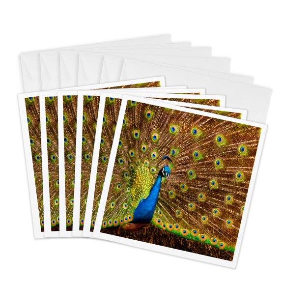 3drose, California, Carlsbad, Leo Carrillo Ranch, Peacock in Spring, 6 Greeting Cards with Envelopes