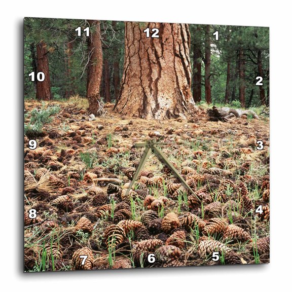 3drose, California, Inyo National Forest, Pine Cones, 15x15 Wall Clock