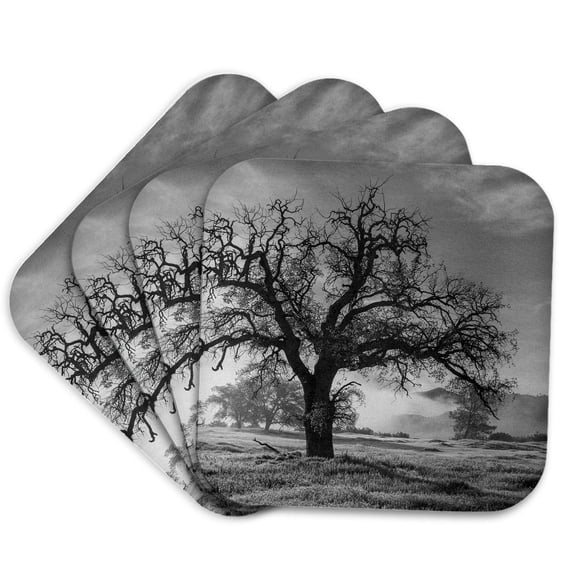 3drose, California, Los Padres National Forest. Oak Tree on Foggy Morning., Set of 4 Coasters - Soft