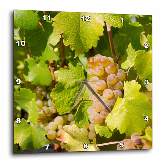 3drose, California, Napa Valley, Sonoma County. White Grapes on Vine., 10x10 Wall Clock