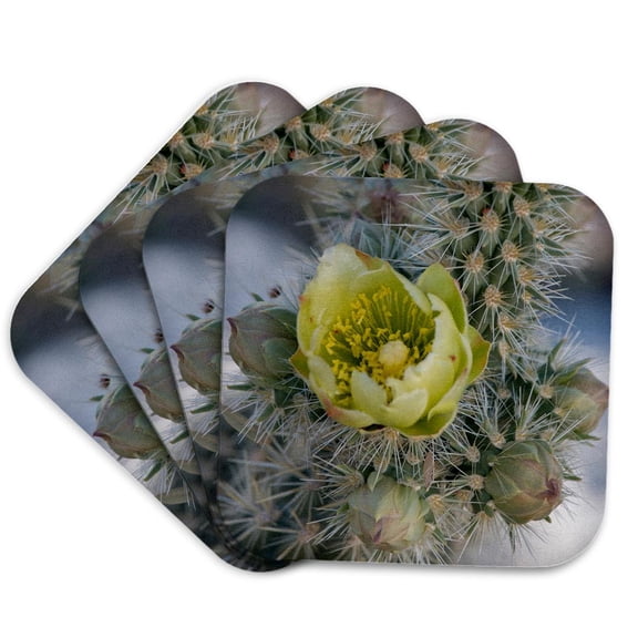 3drose, California. Silver Cholla Cactus in Anza Borrego Desert State Park, Set of 4 Coasters - Soft