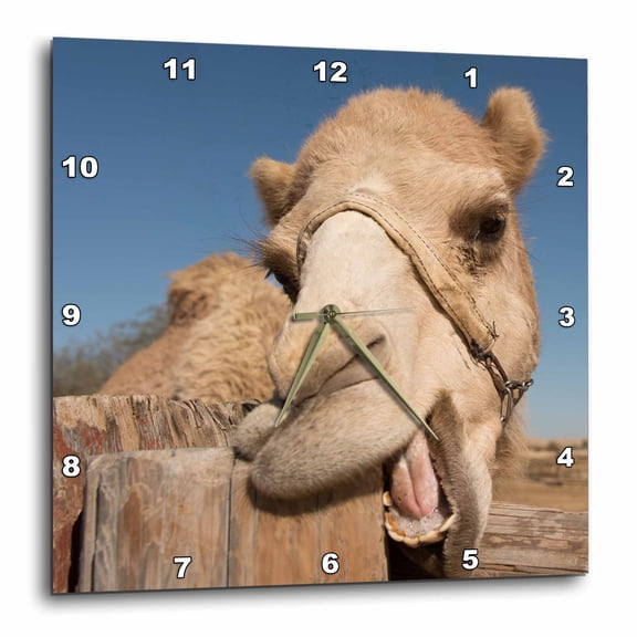 3drose, Camel Chewing on the Wood Post, 10x10 Wall Clock