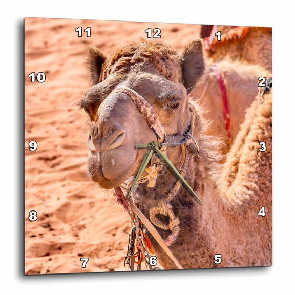 3drose, Camel Close Up. Wadi Rum, Valley of the Moon, Jordan., 10x10 Wall Clock