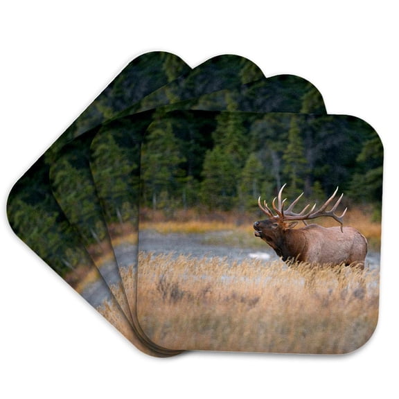3drose, Canada, Alberta. Rocky Mountain Elk Bugles During Fall Rut. Jasper Np., Set of 4 Coasters - Soft
