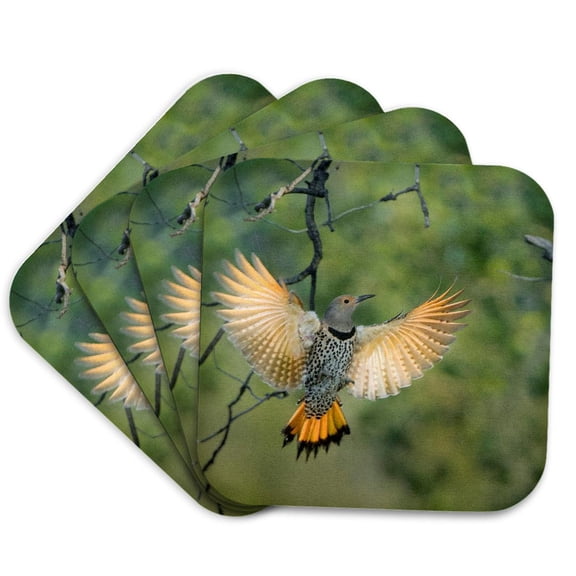 3drose, Canada, B.c., Female Northern Flicker Flies to Nest Hole in Aspen Tree, Set of 4 Coasters - Soft