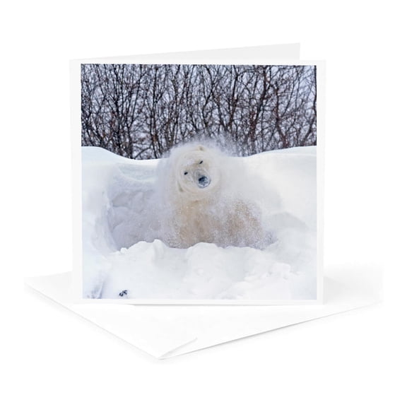3drose, Canada, Mb, Churchill. Polar Bear Shaking Snow Off on Frozen Tundra., 1 Greeting Card with Envelope