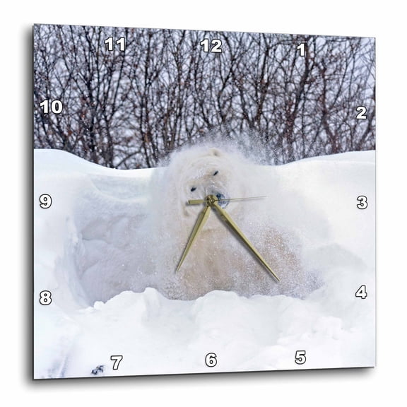 3drose, Canada, Mb, Churchill. Polar Bear Shaking Snow Off on Frozen Tundra., 13x13 Wall Clock