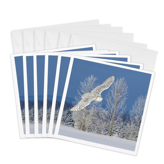 3drose, Canada, Ontario. Female Snowy Owl in Flight., 6 Greeting Cards with Envelopes