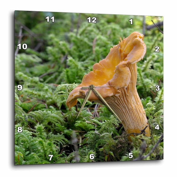 3drose, Canada, Vancouver. Golden Chanterelle Surrounded by Moss, 15x15 Wall Clock