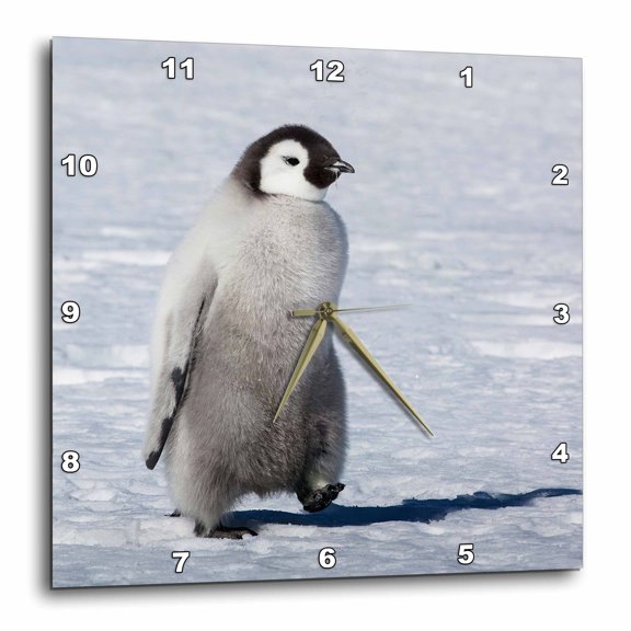 3drose, Cape Washington, Antarctica. Emperor Penguin Chick, 15x15 Wall Clock