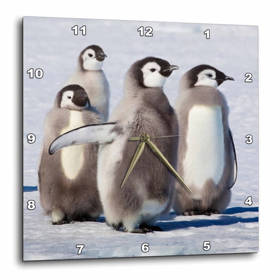 3drose, Cape Washington, Antarctica. Emperor Penguin Chicks, 15x15 Wall Clock