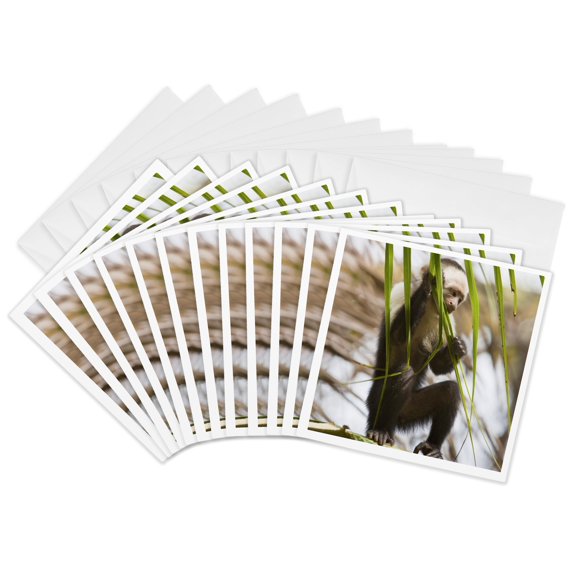 3drose, Capuchin Monkey, Osa Peninsula, Costa Rica - Sa22 Jgs0010 - Jim Goldstein, 12 Greeting Cards with Envelopes