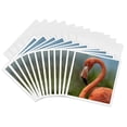 thumbnail image 1 of 3drose, Caribbean Flamingo,phoenicopterus Ruber Ruber, Singapore, 12 Greeting Cards with Envelopes, 1 of 7