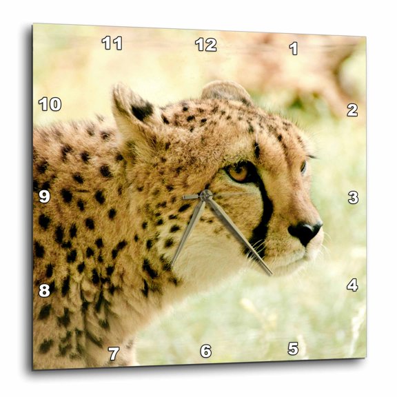 3drose, Cheetah, 13x13 Wall Clock