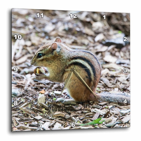 3drose, Chipmunk Eating a Nut, 10x10 Wall Clock