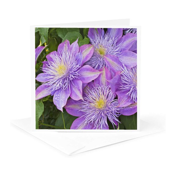 3drose, Clematis Flower - Na01 Aje0179 - Adam Jones, 1 Greeting Card with Envelope