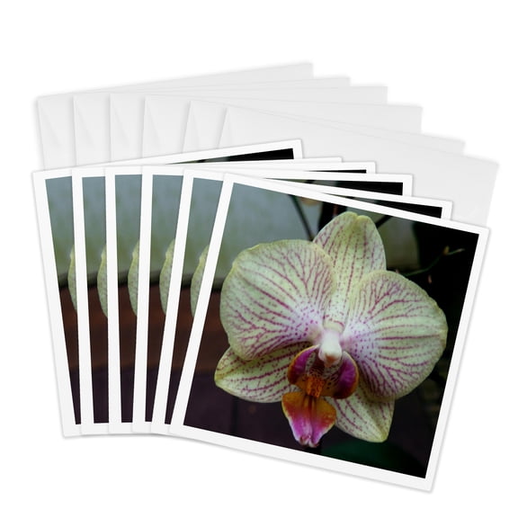 3drose, Close up View of Rosa Orchid Flower, 6 Greeting Cards with Envelopes