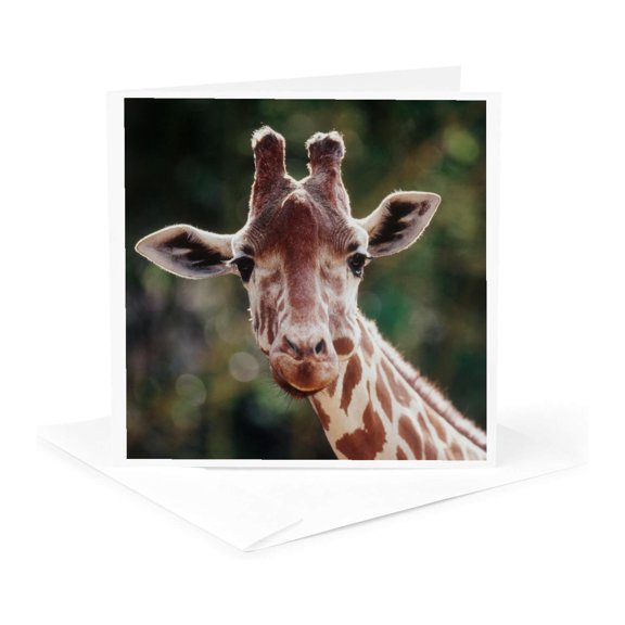 3drose, Close up of Reticulated Giraffe, Giraffe Camelopardalis Reticulata,, 1 Greeting Card with Envelope