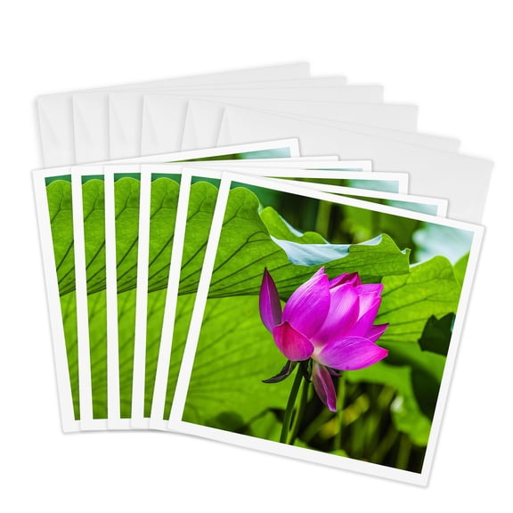 3drose, Close-up Lotus Pond, Summer Palace, Beijing, China., 6 Greeting Cards with Envelopes