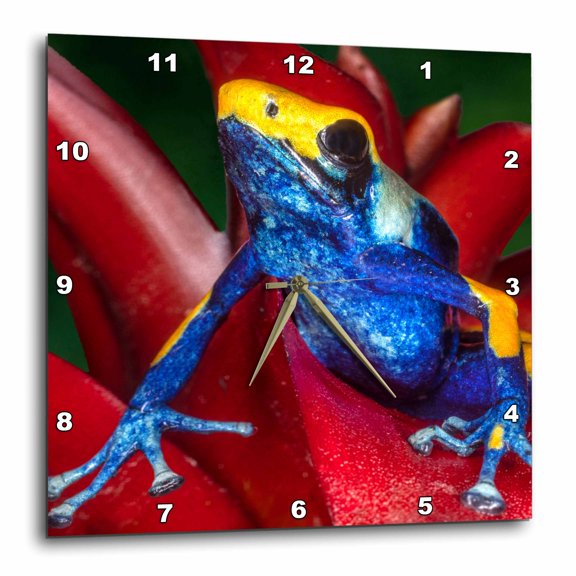 3drose, Closeup of Poison Dart Frog on Plant., 15x15 Wall Clock