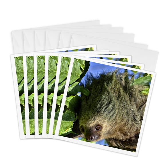 3drose, Closeup of a Two-toed Sloth, Choloepus Hoffmanni, 6 Greeting Cards with Envelopes