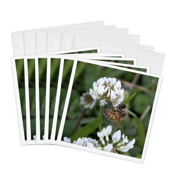 3drose, Clover Bee, 6 Greeting Cards with Envelopes