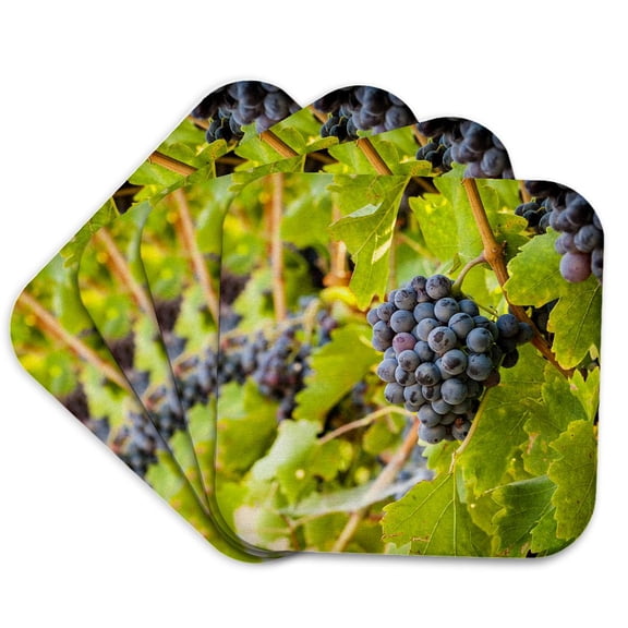 3drose, Clusters of Grenache Grapes in a Yakima Valley, Wa, Vineyard., Set of 4 Coasters - Soft