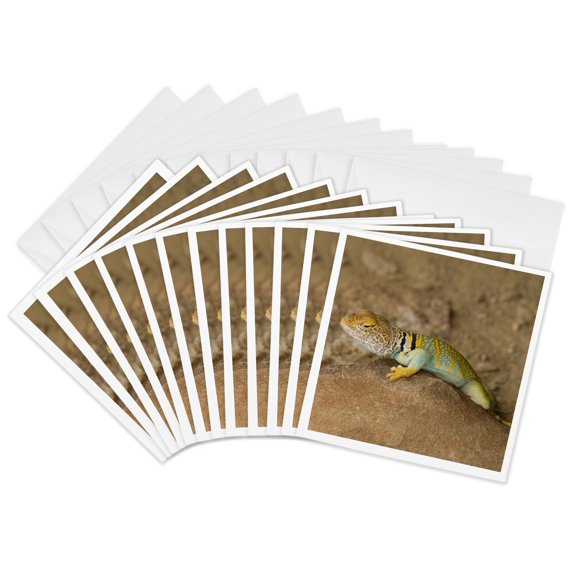 3drose, Collared Lizard, Chaco Culture Park, New Mexico - Us32 Hga0004 - Howie Garber, 12 Greeting Cards with Envelopes