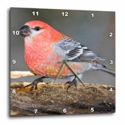 3drose, Colorado, Frisco. Pine Grosbeak Bird - Us06 Bja0107 - Jaynes Gallery, 15x15 Wall Clock