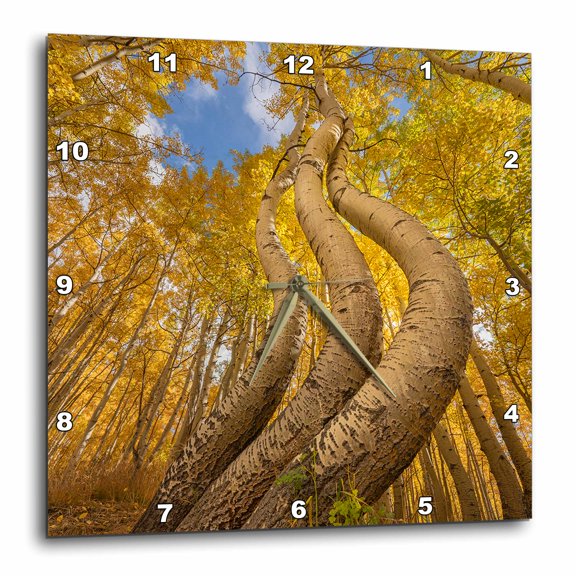 3drose, Colorado, Uncompahgre National Forest. Curved Aspen Trees at Sunrise., 15x15 Wall Clock
