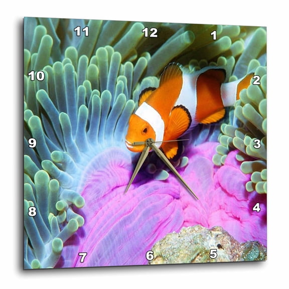 3drose, Colorful Clown Fish, 15x15 Wall Clock
