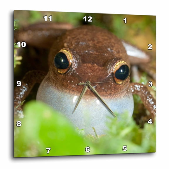 3drose, Common Coqui Frog, El Yunque Nf, Puerto Rico-ca27 Mpr0001 - Maresa Pryor, 10x10 Wall Clock
