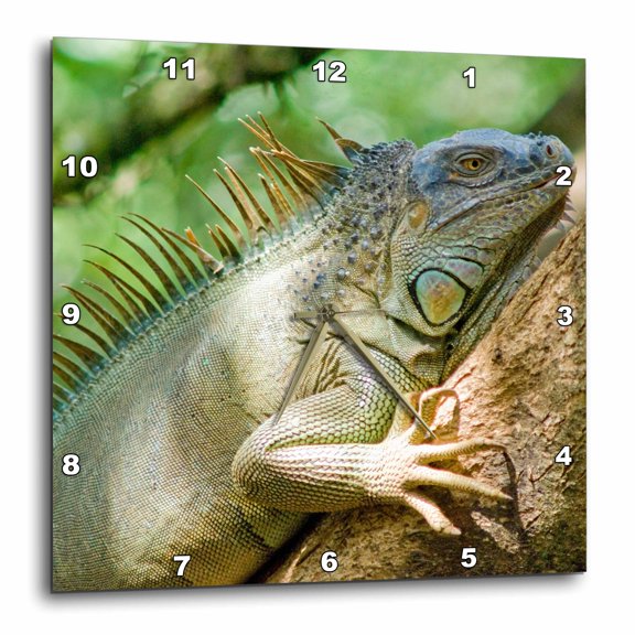 3drose, Costa Rica, Green Iguana Lizard - Sa22 Mwi0026 - Mark Williford, 10x10 Wall Clock
