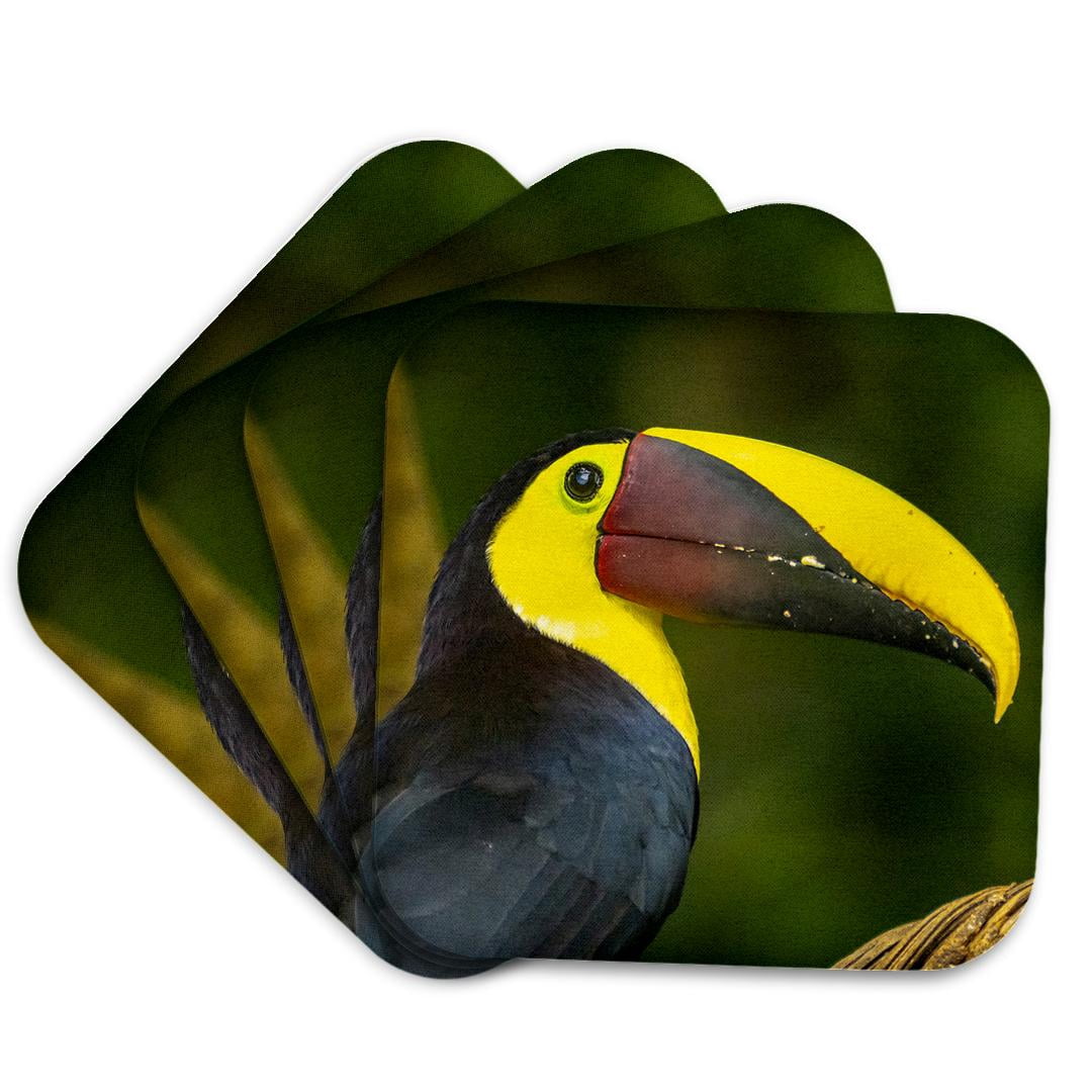 3drose, Costa Rica, Parque Nacional Carara. Chestnut-mandibled Toucan ...