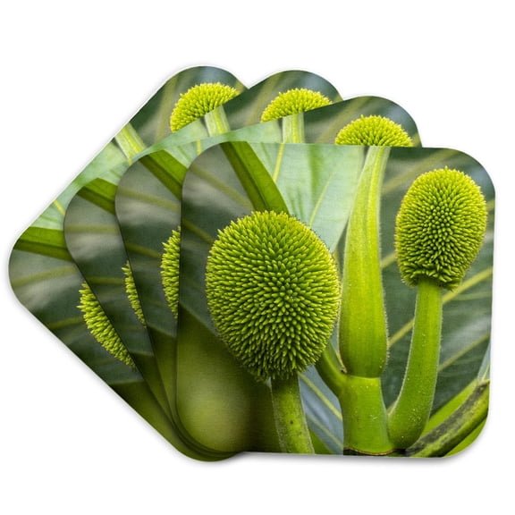 3drose, Costa Rica, Parque Nacional Carara. Close-up of Soursop Plant., Set of 4 Coasters - Cork