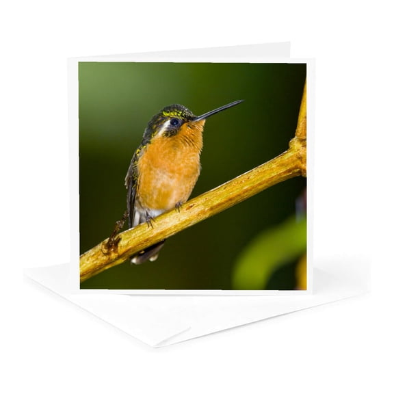 3drose, Costa Rica, Rio Savegre, Mountain-gem Hummingbird - Sa22 Bja0003 - Jaynes Gallery, 1 Greeting Card with Envelope