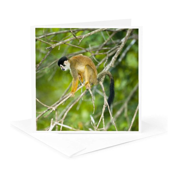 3drose, Costa Rica, Squirrel Monkey Climbing Tree - Sa22 Jmc0015 - Joe and Mary Ann Mcdonald, 1 Greeting Card with Envelope