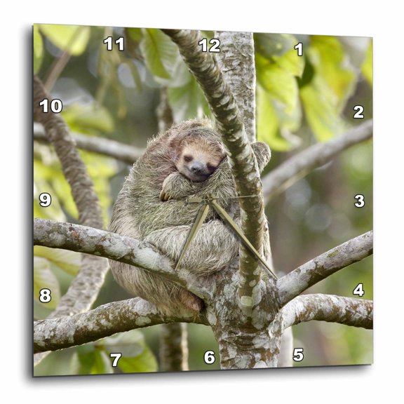 3drose, Costa Rica, Three-toed Sloth Wildlife - Sa22 Bja0001 - Jaynes Gallery, 10x10 Wall Clock
