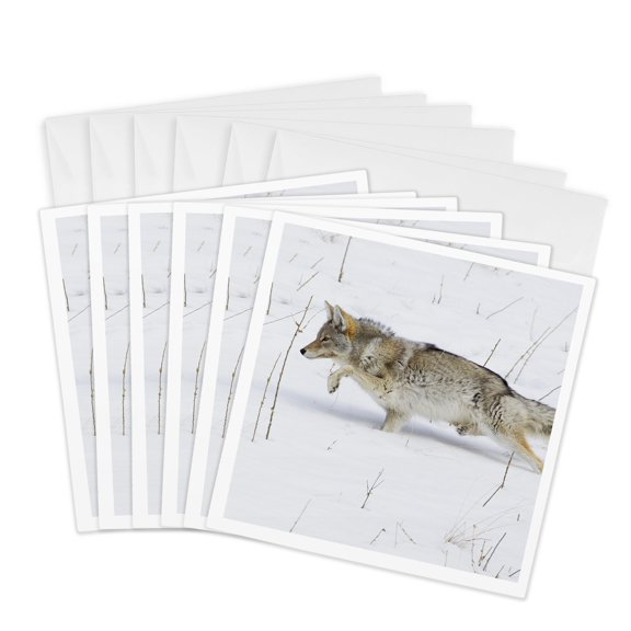 3drose, Coyote, Winter Stalking, 6 Greeting Cards with Envelopes
