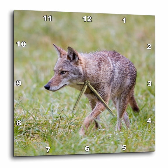 3drose, Coyote in Field, Cades Cove, Great Smoky Mountains Np, Tn, 10x10 Wall Clock