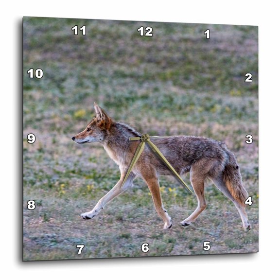 3drose, Coyote in Prairie Dog Town in Theodore Roosevelt Np North Dakota, Usa, 15x15 Wall Clock