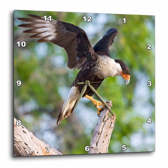 3drose, Crested Caracara Bird, Hidalgo County, S. Texas - Na02 Ldi0005 - Larry Ditto, 10x10 Wall Clock