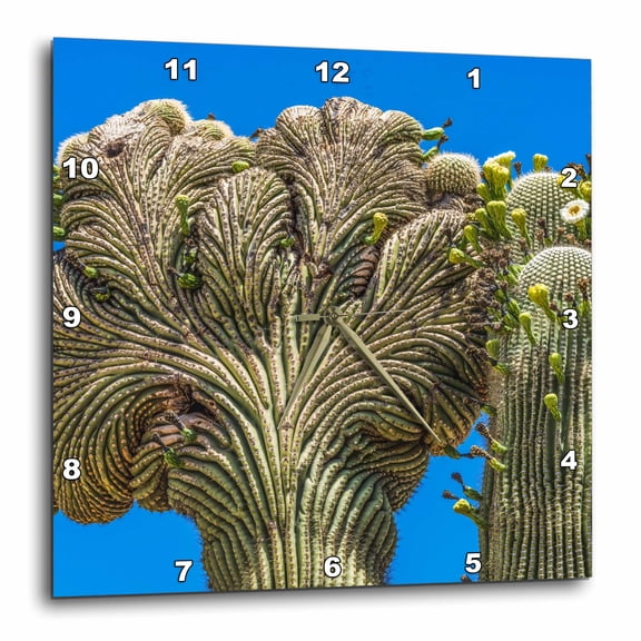 3drose, Crested Saguaro in Bloom, Desert Botanical Garden, Phoenix, Arizona., 13x13 Wall Clock
