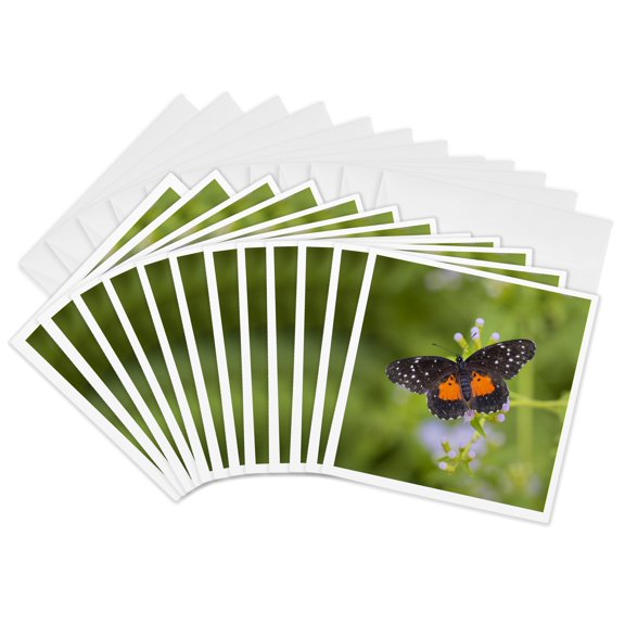 3drose, Crimson Patch Butterfly on Crucita, Mistflower, 12 Greeting Cards with Envelopes