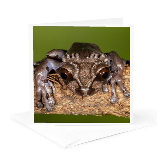 3drose, Crowned Tree Frog., 1 Greeting Card with Envelope