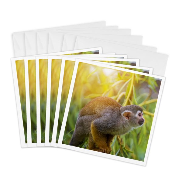 3drose, Cute Squirrel Monkey in Bright Sunlight, 6 Greeting Cards with Envelopes